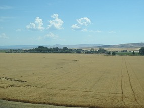 Wheat fields along the way