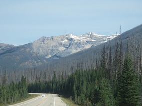 Forest fire results