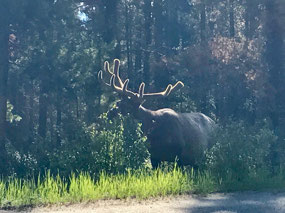 Caribou on Pyramid Lake Road