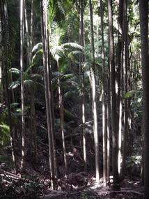 Byron and Tweed Coast (42)