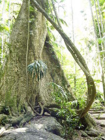 Byron and Tweed Coast (43)
