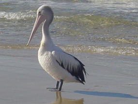 If anyone can..Peli Can!