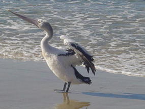 If anyone can..Peli Can!  II
