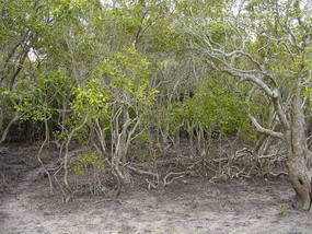 The Sunshine Coast (10)