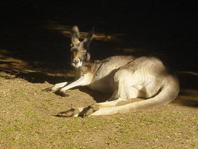 The Sunshine Coast (35)