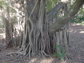 Brisbane City Area