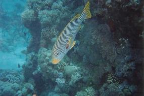 Port Douglas and Cairns - February 1995