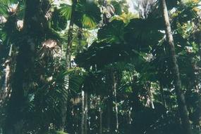 Port Douglas and Cairns - February 1995 (15)