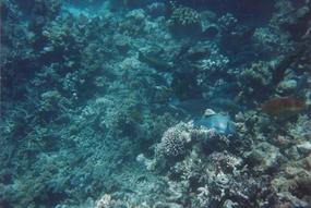 Port Douglas and Cairns - February 1995 (1)