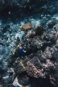 Port Douglas and Cairns - February 1995 (8)