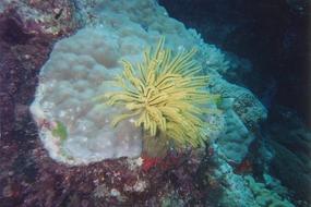 Port Douglas and Cairns - February 1995 (9)