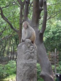 Qingxiu Shan 7