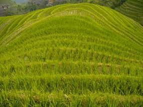 Guangxi Ping An Rice Adventure
