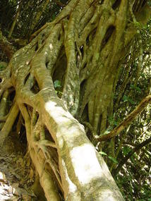 Nature Reserve N Hannahs Birthday (6)