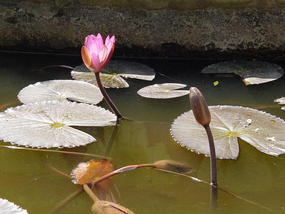 Manting Park N Walk (10)