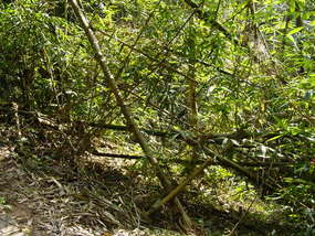 Sanchahe Nature Reserve (10)