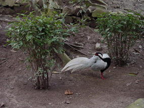 Sanchahe Nature Reserve (17)