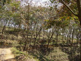 The Jinghong Mud Map Walk (12)