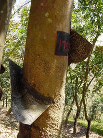 The Jinghong Mud Map Walk (15)