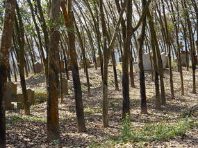 The Jinghong Mud Map Walk (16)