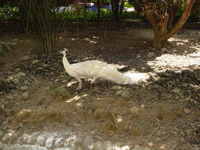 Minorities Park and City Walk (7)