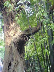 Temple & Town Walk (13)