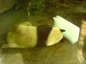 Panda Research Base (2)