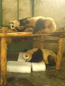 Panda Research Base (3)