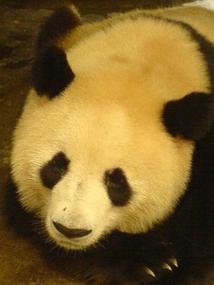 Panda Research Base (4)