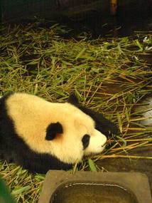 Panda Research Base (8)