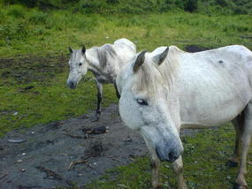 Horse Trek Day I (16)