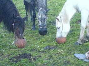 Horse Trek Day I (18)