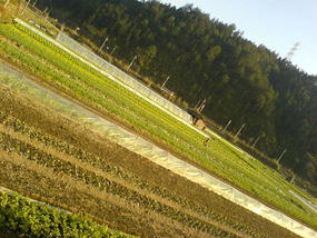 The River Old Quater (18)