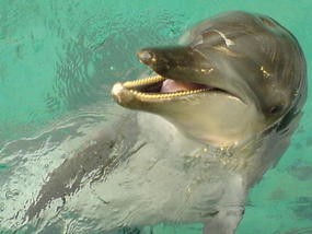 Underwater World & BBQ (12)