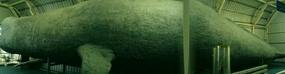 Underwater World & BBQ (13)