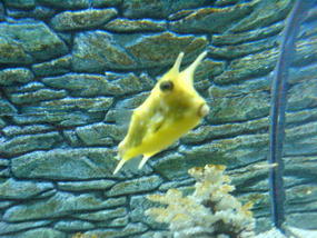 Underwater World & BBQ (14)