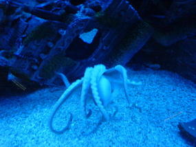 Underwater World & BBQ (16)