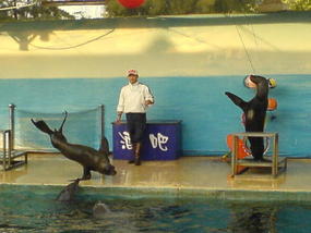 Underwater World & BBQ (17)