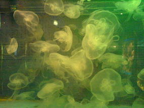 Underwater World & BBQ (19)