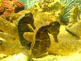 Underwater World & BBQ (20)