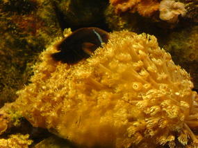 Underwater World & BBQ (21)