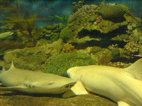 Underwater World & BBQ (22)