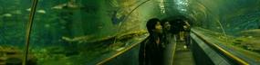 Underwater World & BBQ (23)