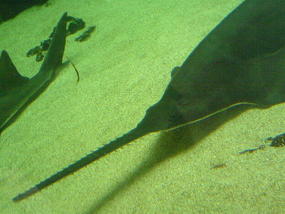 Underwater World & BBQ (6)