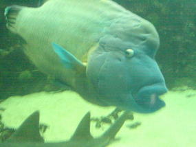 Underwater World & BBQ (7)