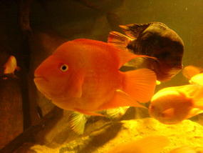 Underwater World & BBQ (9)