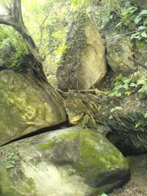 Botanical Gardens (12)