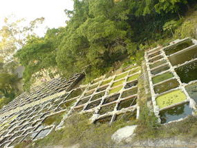 Botanical Gardens (17)
