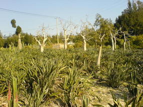 Botanical Gardens (4)