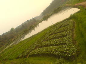 My Daily Village Temple Ride (9)